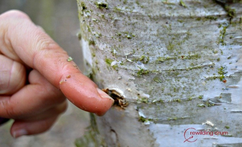 It’s Time to Harvest Birch Sap! Taste This Heavenly Drink!